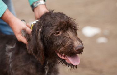 Hunting dog resting on the grass, German Hunting Watchdog. Drachhaar.
