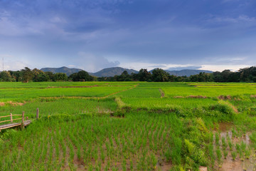 Obraz premium green Rice field view with beautiful Mountain 
