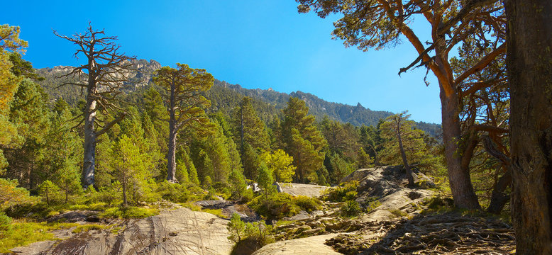Panoramic view of a mountain forest