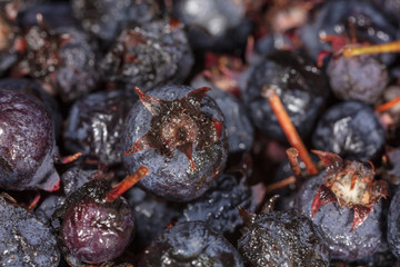 Amelancher ripe berries as a background