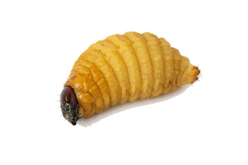 big Worm of the Dynastinae 
