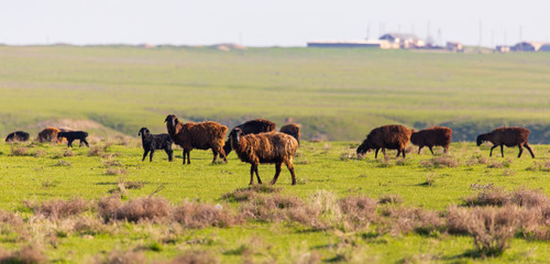 A flock of sheep graze in a field in spring