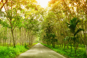 Fototapeta premium Nice view of Country road in Thailand