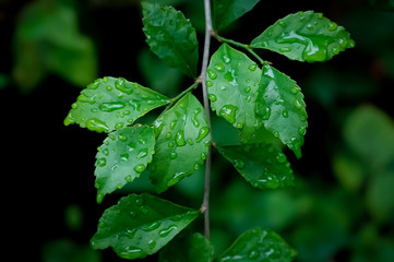 Green leaves with water drops  fresh nature background
