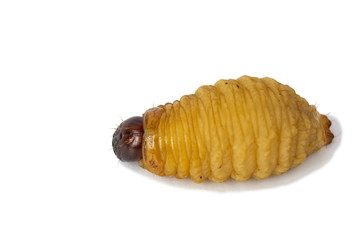 big Worm of the Dynastinae 
