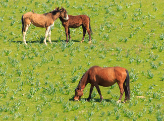 Fototapeta premium Horses graze in the steppe of Kazakhstan in spring