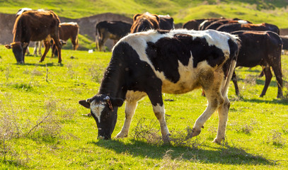 Herd of cows grazing in the hills in the spring