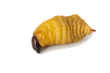 big Worm of the Dynastinae 
