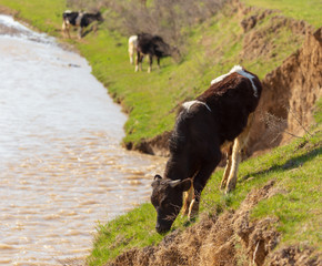 Herd of cows grazing in the hills in the spring
