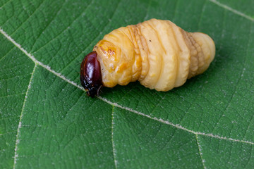 big Worm of the Dynastinae 
