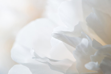 Naklejka na ściany i meble white peony petals close-up.