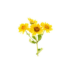Naklejka premium Yellow Chrysanthemum flowers isolated on white background