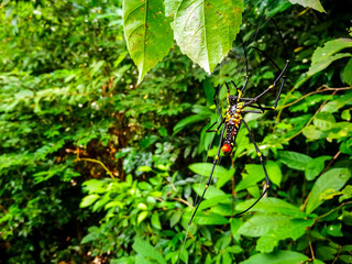 Golden Orb-weaver Spider (Nephila pilipes) found in rubber plantation , Thailand