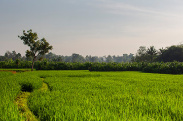 Green young rice field at sunrise. Ubud, Bali, Indonesia. Beautiful green rice fields, natural beautiful tropical background. Texture of growing rice, green grass. Rice farm, paddy.