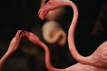 Fototapeta premium American flamingo is a large wading bird with reddish pink plumage
