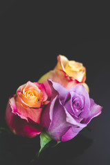 Three colorful roses against black background, with copy space