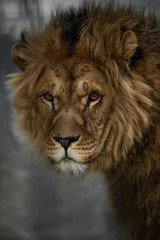 Obraz na płótnie Canvas African lion
