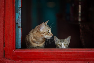 Curious cats by a window