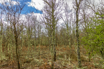 trees in spring forest 
