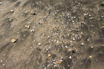 Sand texture with sea shells. Dark golden sand texture with sea shells.