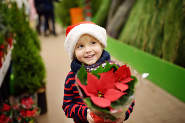 Obraz na płótnie Canvas Cute little boy in Santa hat holding a poinsettia