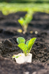Closeup view of fresh green cabbage sprouts on the ground in a home garden
