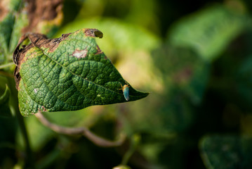 Insetto celeste e giallo