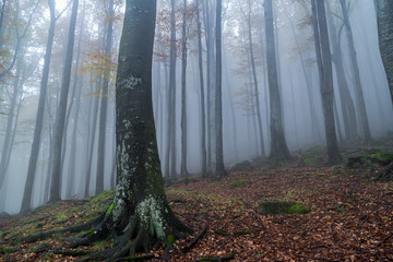 Forest at autumn season and mist