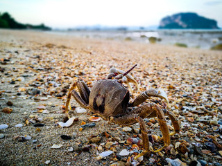 Ghost crab walking on the beach , Koh Yao Yai island