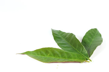 Obraz premium Leaf Picara Close up