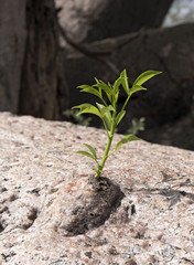 new sprout grows from the old trunk of a baobab tree