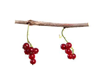 Clusters of red currants hang on a branch on an isolated white background close-up