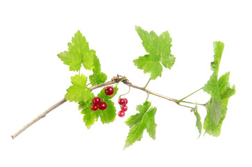 Red currant berries on a branch with green foliage on an isolated white background
