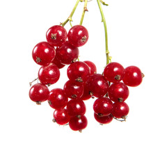 Red currant berries on an isolated white background close-up