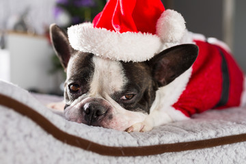French bulldog in santa costume lying down under the christmas tree