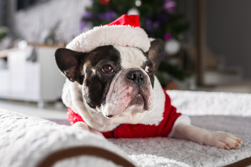 French bulldog in santa costume lying down under the christmas tree