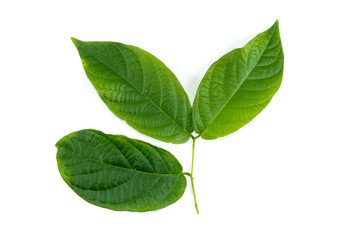 Leaf Rangoon Creeper Close up