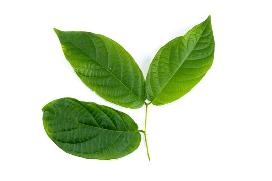 Leaf Rangoon Creeper Close up