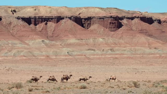 Bactrian camels under red clay cliffs  nera mongolian sandy desert Mongol Els