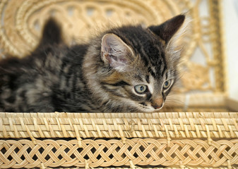 Fototapeta na wymiar beautiful fluffy kitten in a wicker box