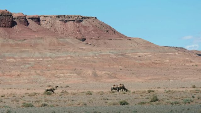 Bactrian camels under red clay cliffs  nera mongolian sandy desert Mongol Els
