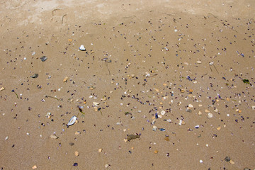 Sand texture. Sandy beach with sea shells for background.