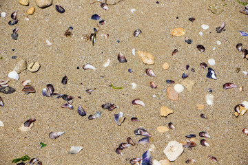 Sand texture. Sandy beach with sea shells for background.