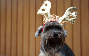 Funny christmas decoration on mixbreed dog head