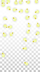 Vector Realistic Pink Petals Falling on Transparent Background.  Spring Romantic Flowers Illustration. Flying Petals. Sakura Spa Design. Blossom Confetti.