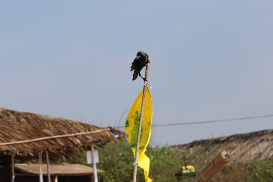 Crow on a boat sail in Inda