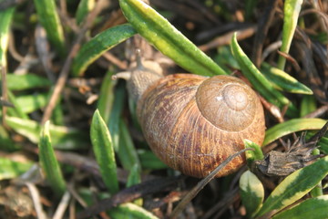 Schnecke