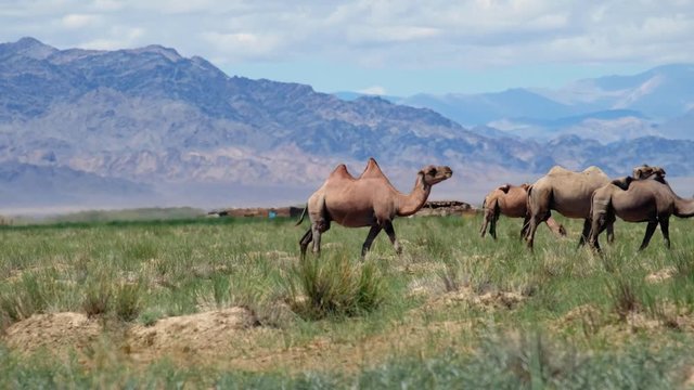 Herd of bactrian camels in mongolian desert. Khovd province, Western Mongolia.