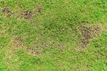 Grass texture. grass background. patchy grass, lawn in bad condition and need maintaining, Pests...