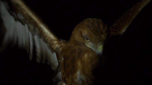 a hawk sits down after flying at night